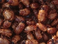 Cyclocephala lunulata