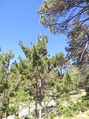 Pinus stylesii