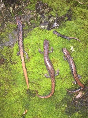 Pseudoeurycea leprosa