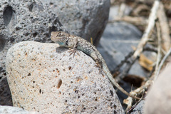 Sceloporus clarkii clarkii
