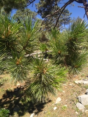 Pinus stylesii