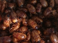 Cyclocephala lunulata