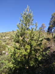 Pinus stylesii