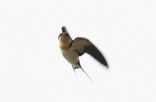 Ethiopian Swallow (Hirundo aethiopica)