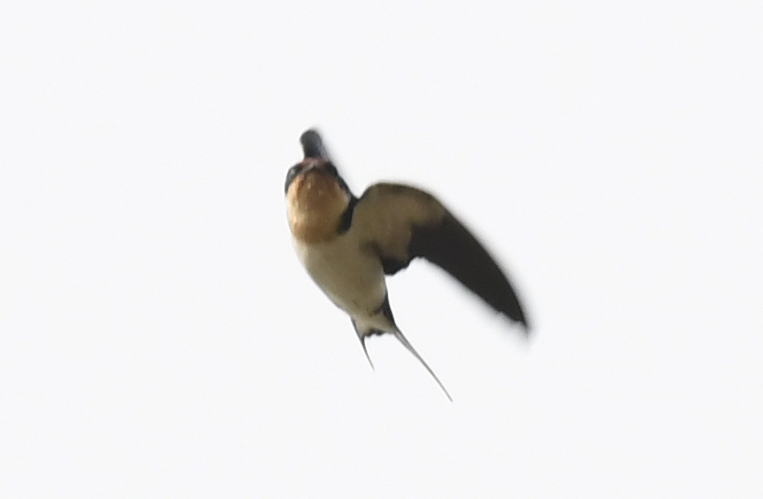 Ethiopian Swallow (Hirundo aethiopica), photo 1