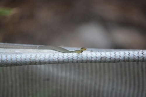Common Tree Snake sighting