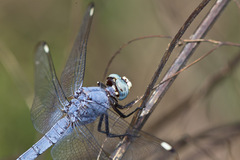 Libellula comanche