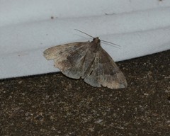 Parallelia bistriaris