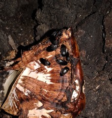 Eustrophopsis arizonensis