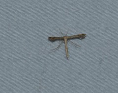 Platyptilia carduidactylus