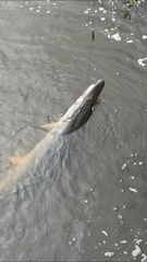 Atractosteus spatula