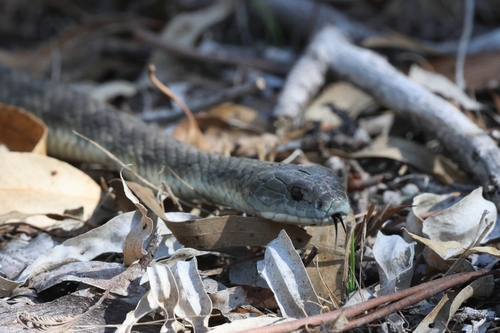 Tiger Snake sighting