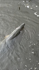 Atractosteus spatula