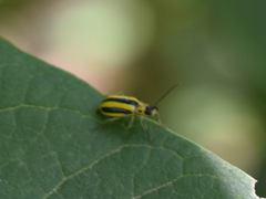 Amphelasma cavum