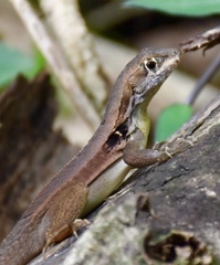 Leiocephalus macropus