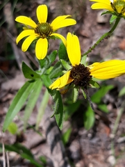 Rudbeckia missouriensis