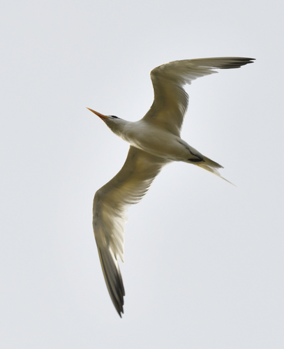 West African Crested Tern (Thalasseus albididorsalis), photo 5