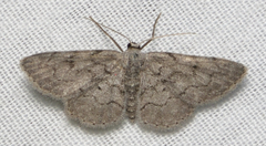 Idaea violacearia