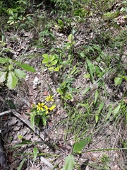 Rudbeckia missouriensis