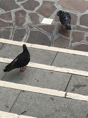 Columba livia domestica
