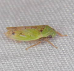Ponana