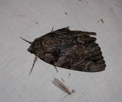 Catocala neogama euphemia