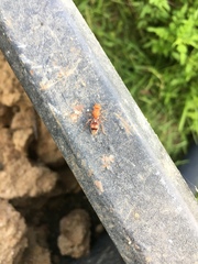 Dasymutilla scaevola