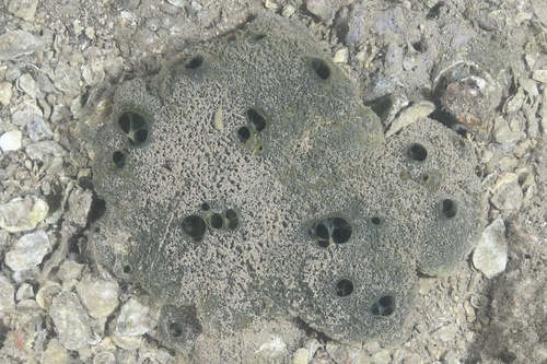 Suberites aurantiacus, 2025-03-23