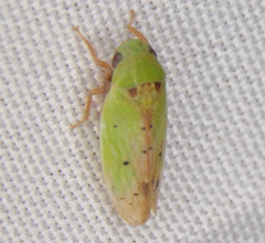 Ponana