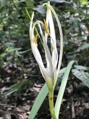 Hymenocallis occidentalis