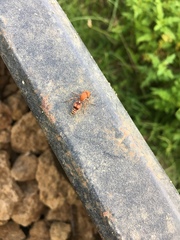 Dasymutilla scaevola