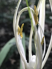 Hymenocallis occidentalis