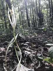 Hymenocallis occidentalis