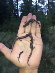 Pseudoeurycea leprosa