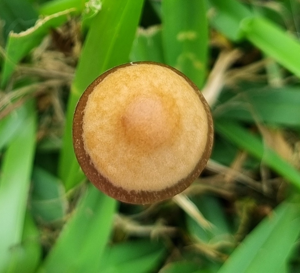 Panaeolus cinctulus · March 2025 · photo: © steven947 (iNaturalist, cc-by)