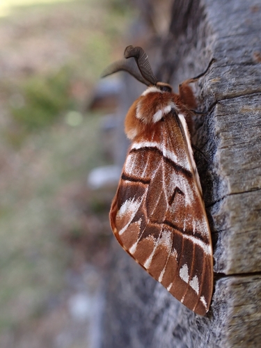 Endromis versicolora