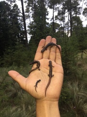 Pseudoeurycea leprosa