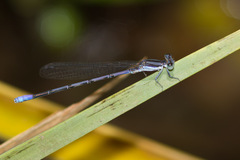 Argia hinei