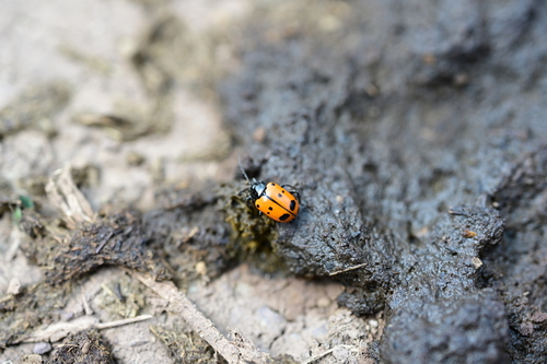 Gallerucida nigropicta