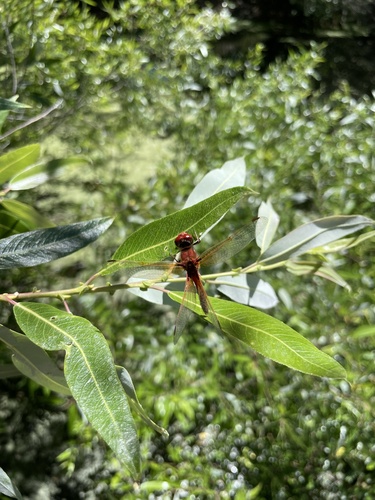 iNaturalist observation photo of Cardinal Meadowhawk