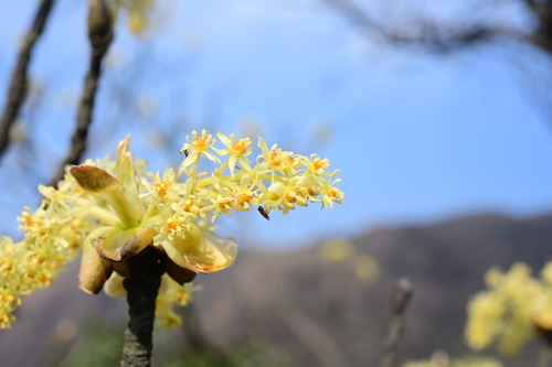 Chinese Sassafras