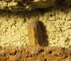 Polana quadrinotata