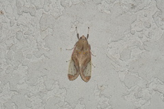 Bertholdia