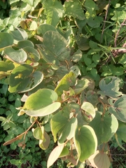 Piliostigma thonningii