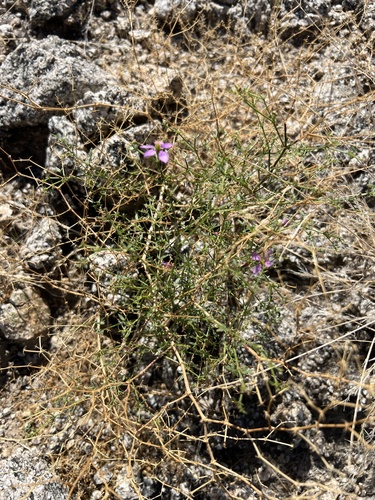 iNaturalist observation photo of California fagonbush
