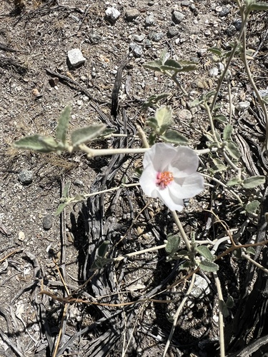 iNaturalist observation photo of Rock Hibiscus