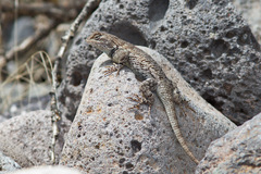 Sceloporus clarkii clarkii