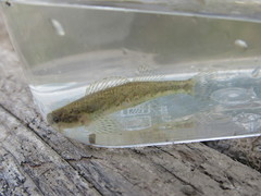 Etheostoma zonale