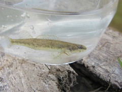 Etheostoma zonale