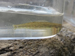 Etheostoma zonale